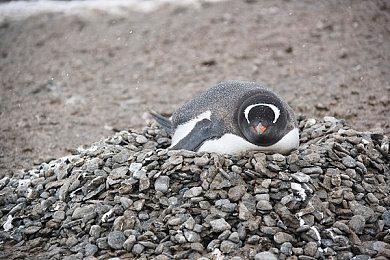 《空洞骑士：丝之歌》游戏测试员：游戏超棒值得等待